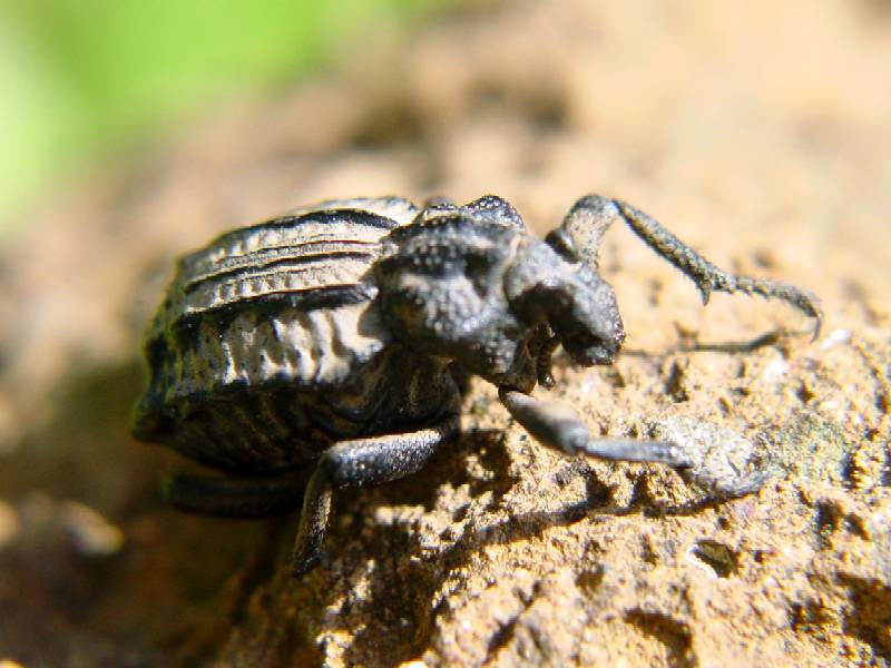 Brachycerus undatus e Brachycerus plicatus